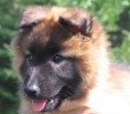 /album/photo-gallery-neeka/neeka01-9wks-jpg1/