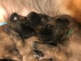 /album/photo-gallery-chantryile-j-litter-4-boys-blue-green-lime-purple-1-girl-red-born-april-23-2018/txc-may10-17days-2-jpg/
