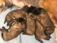/album/photo-gallery-chantryile-j-litter-4-boys-blue-green-lime-purple-1-girl-red-born-april-23-2018/txc-may10-17days-3-jpg/