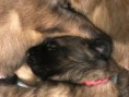 /album/photo-gallery-chantryile-j-litter-4-boys-blue-green-lime-purple-1-girl-red-born-april-23-2018/txc-may10-17days-4-jpg/