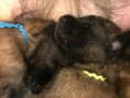 /album/photo-gallery-chantryile-j-litter-4-boys-blue-green-lime-purple-1-girl-red-born-april-23-2018/txc-may10-17days-6-jpg/